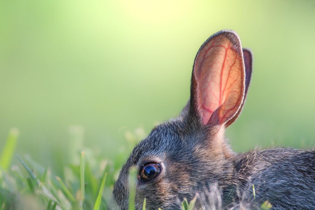 An eastern cottontail rabbit grazes in grass.